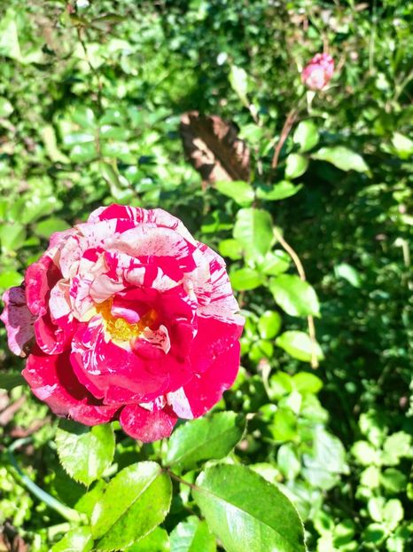 IMG20221016115627 - Octombrie 2022