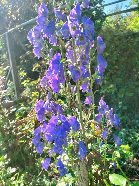 IMG20221016115610 - Octombrie 2022