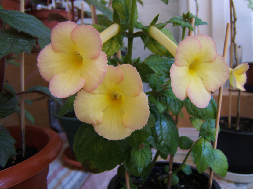 Honey queen 2022 - Achimenes flori