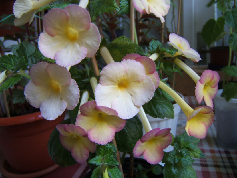 Honey queen 2022 - Achimenes flori