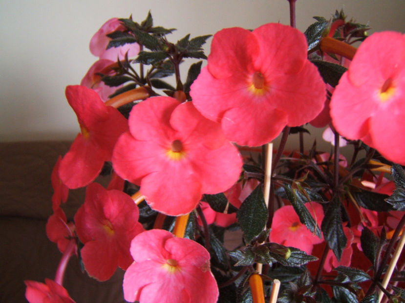 Flamenco 2020 - Achimenes flori