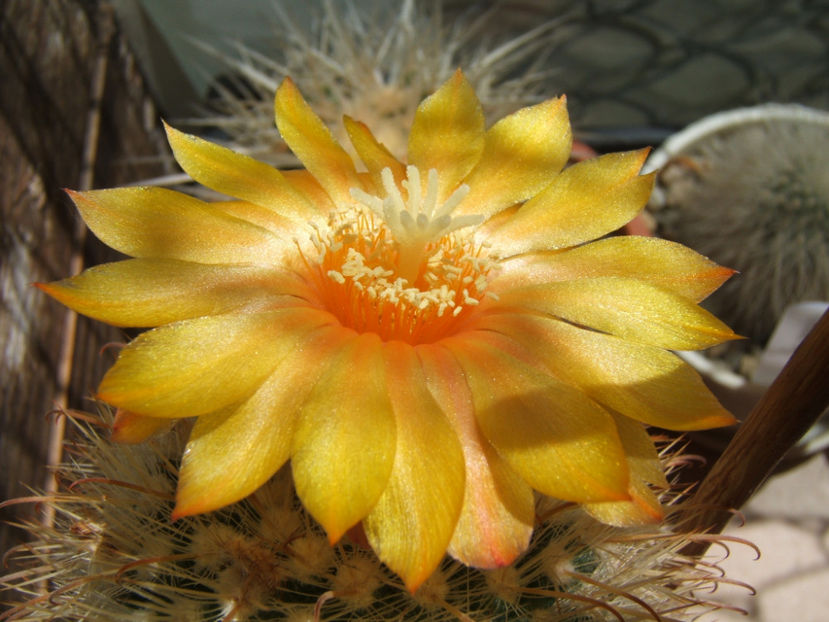 Parodia - Cactusi si suculente