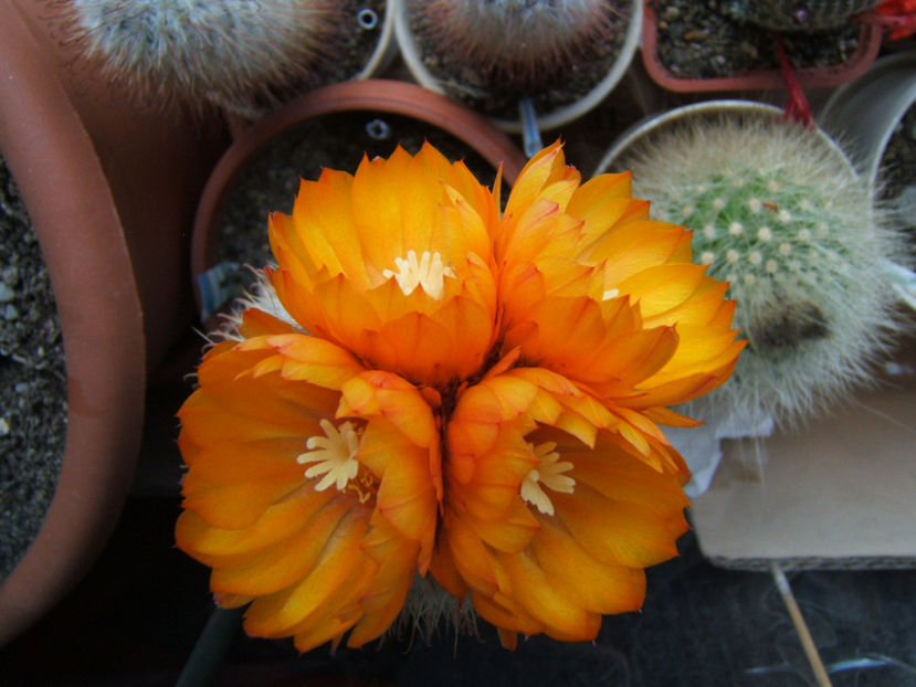 Parodia - Cactusi si suculente