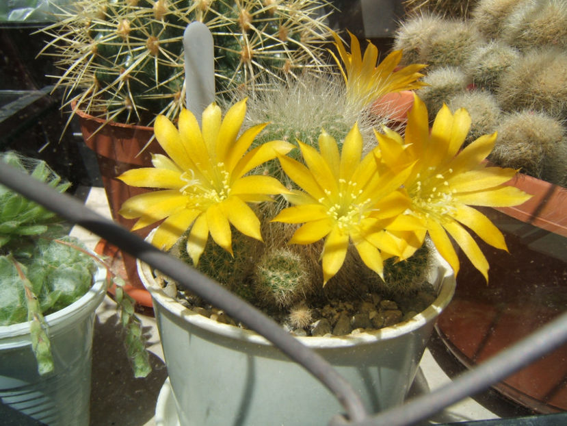 Rebutia - Cactusi si suculente