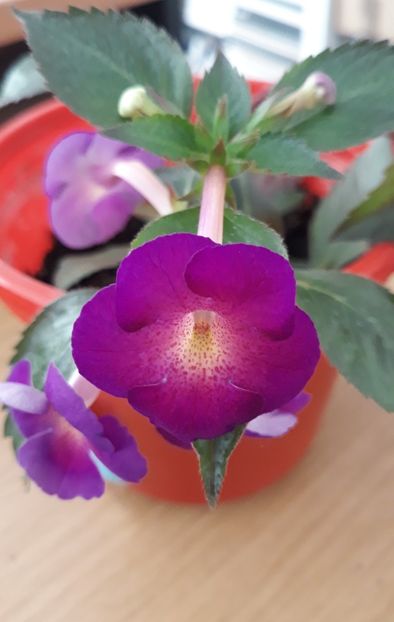  - 0001 2022 - BriD s AMATA