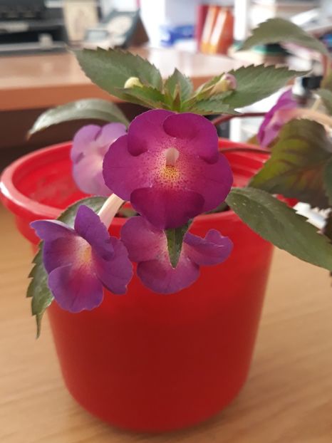  - 0001 2022 - BriD s AMATA