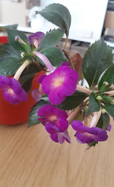  - 0001 2022 - BriD s AMATA