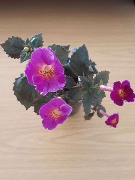  - 0001 2022 - BriD s CARLA