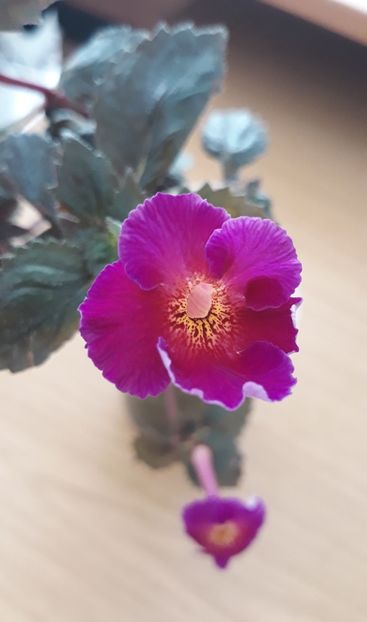  - 0001 2022 - BriD s CARLA