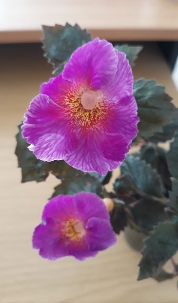  - 0001 2022 - BriD s CARLA