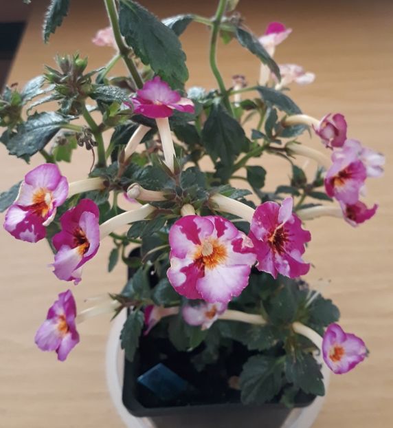  - 0001 2022 - Coup de Foudre