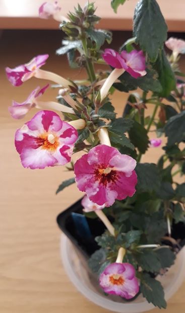  - 0001 2022 - Coup de Foudre