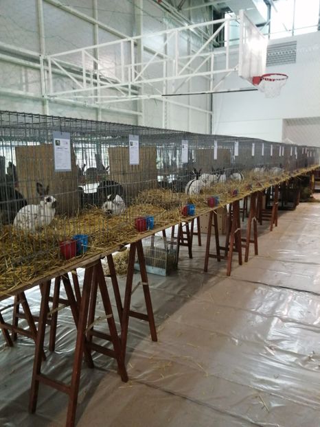  - 0 - REZ EXPO IAȘI OCTOMBRIE 2022