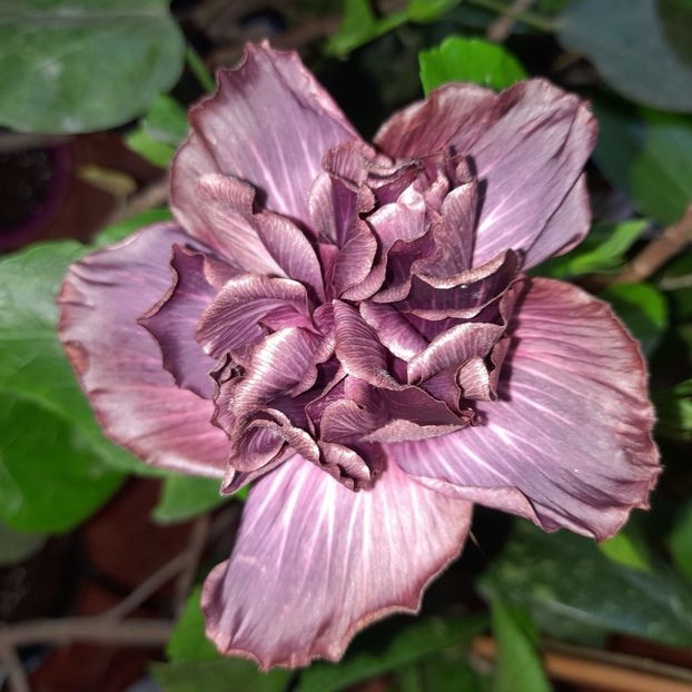  - Chi s Garden Bear Baby