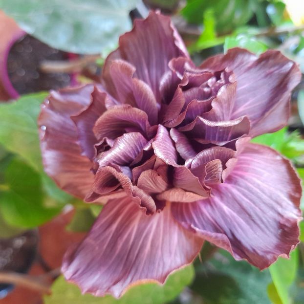  - Chi s Garden Bear Baby