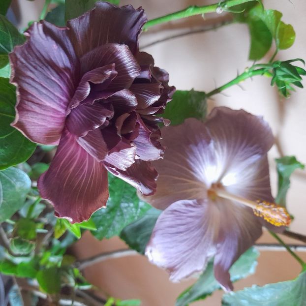  - Chi s Garden Bear Baby