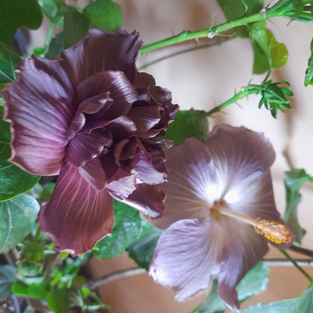  - Chi s Garden Bear Baby