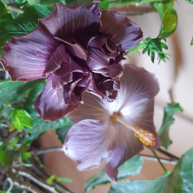  - Chi s Garden Bear Baby