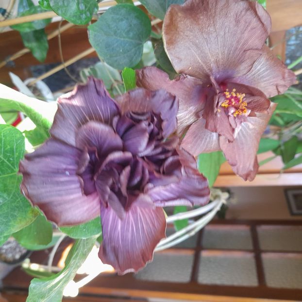  - Chi s Garden Bear Baby