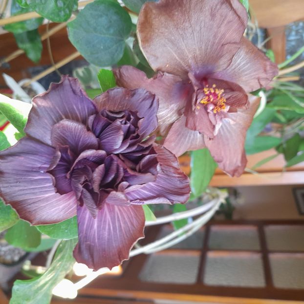  - Chi s Garden Bear Baby