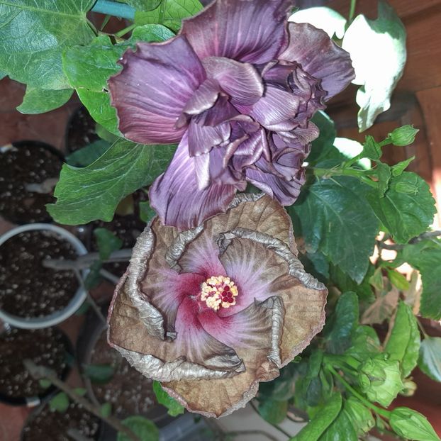  - Chi s Garden Bear Baby