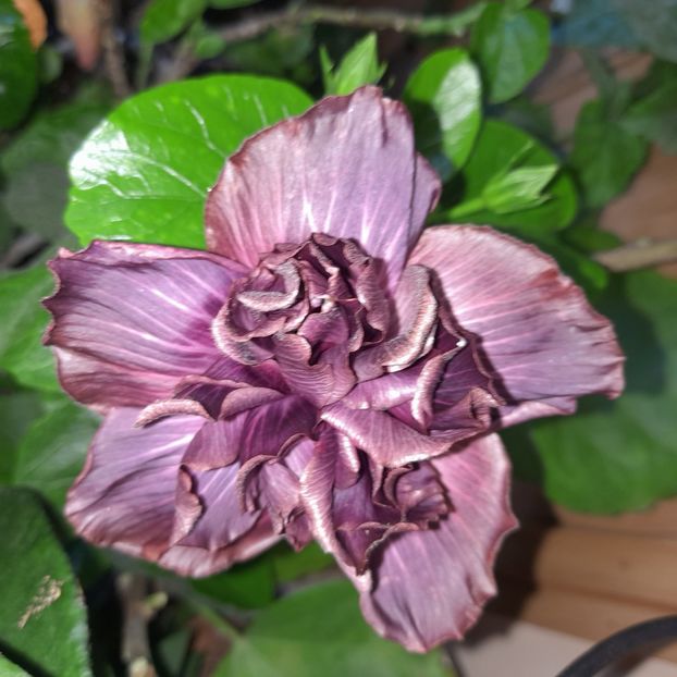  - Chi s Garden Bear Baby