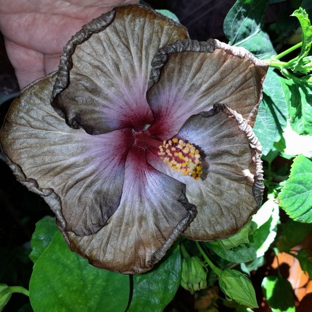  - Russian Hot Chocolate