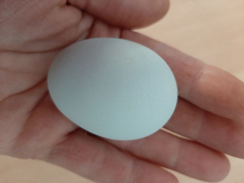 Cream Legbar - primul ou. - Găini 2019 - 2022