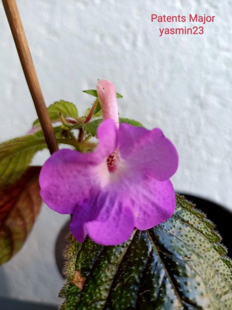 17.10.2022 - Patents Major