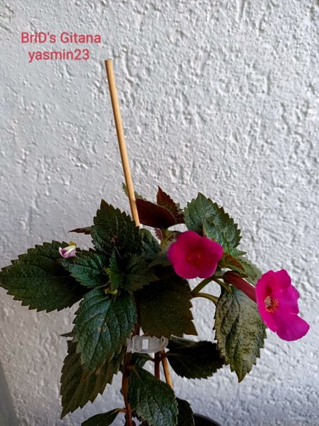 17.10.2022 - BriDs Gitana