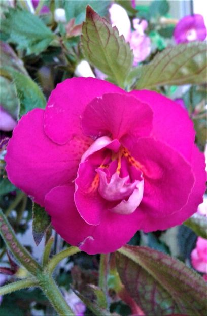  - 000018 ACHIMENES