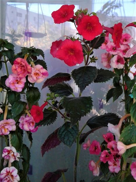  - 000018 ACHIMENES