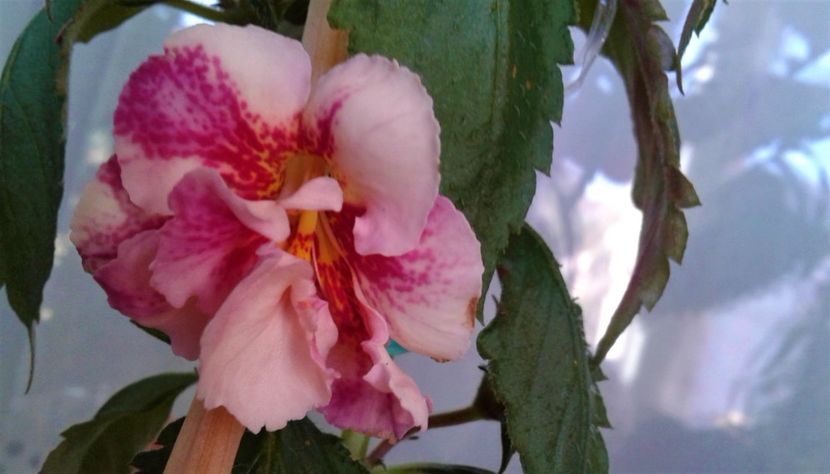  - 000018 ACHIMENES