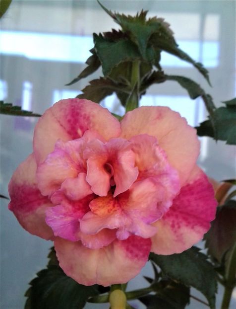  - 000018 ACHIMENES