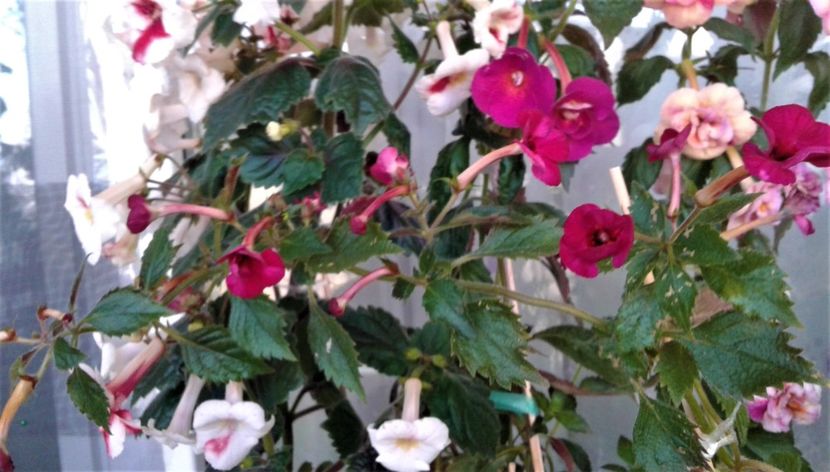  - 000018 ACHIMENES