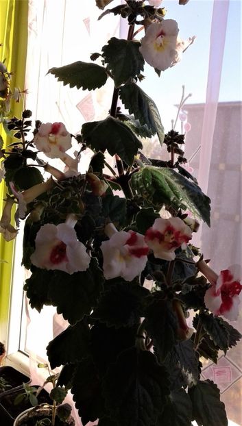 - 000018 ACHIMENES