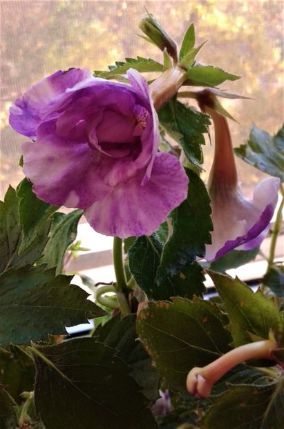  - 000018 ACHIMENES
