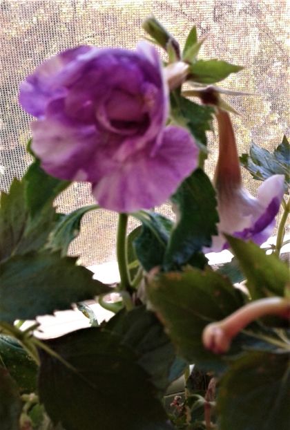  - 000018 ACHIMENES