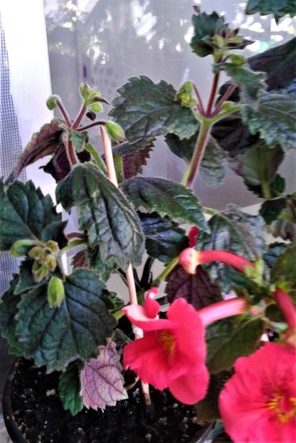  - 000018 ACHIMENES