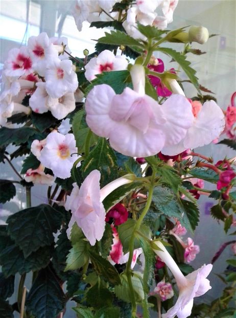  - 000018 ACHIMENES