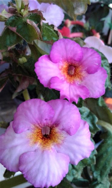  - 000018 ACHIMENES