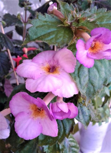  - 000018 ACHIMENES