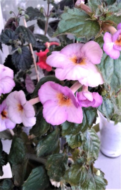  - 000018 ACHIMENES