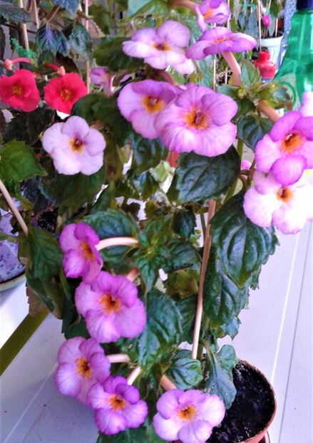  - 000018 ACHIMENES