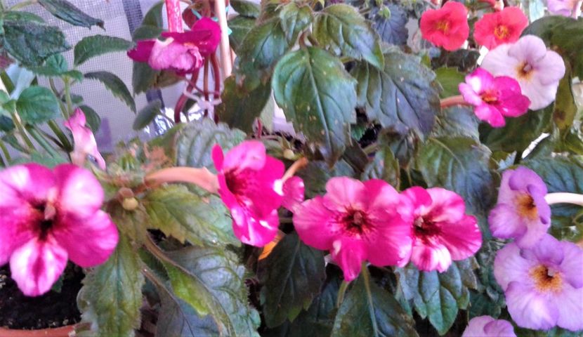  - 000018 ACHIMENES