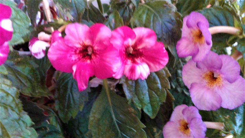  - 000018 ACHIMENES