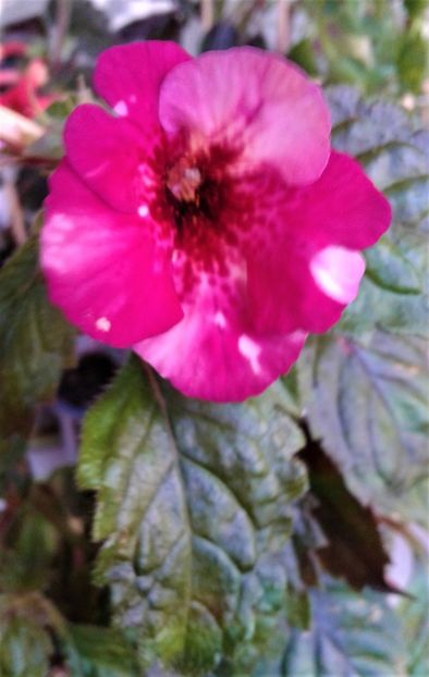  - 000018 ACHIMENES