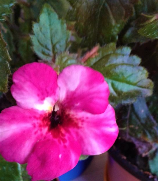  - 000018 ACHIMENES
