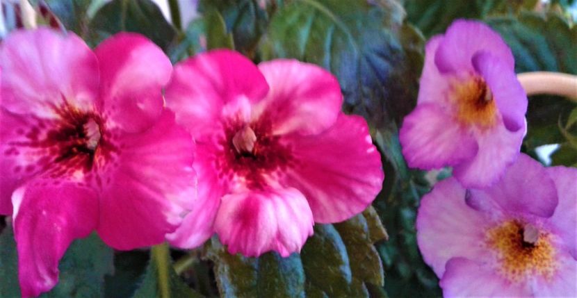  - 000018 ACHIMENES