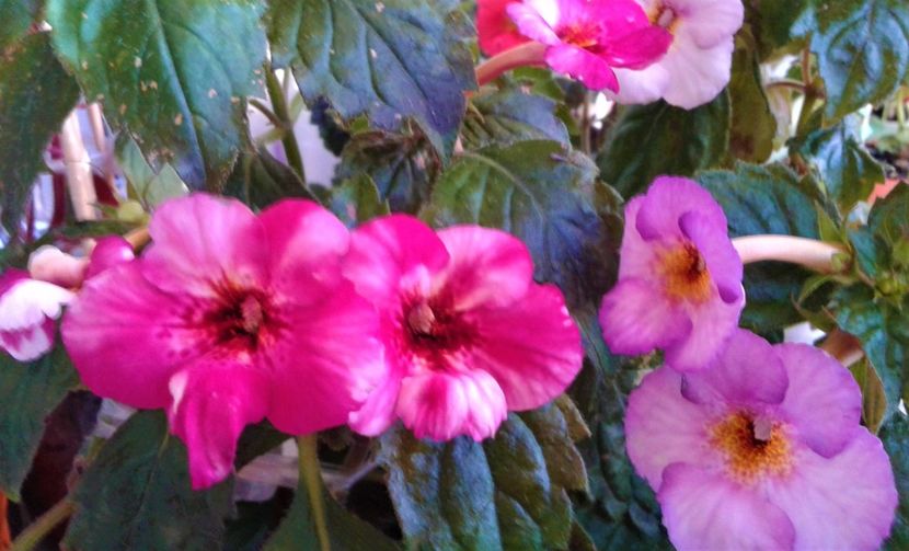  - 000018 ACHIMENES